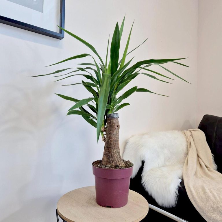 Juka gwatemalska stopa słonia (Yucca elephantipes) 80cm