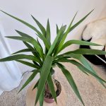 Juka gwatemalska stopa słonia (Yucca elephantipes) 80cm