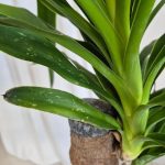 Juka gwatemalska stopa słonia (Yucca elephantipes) 80cm