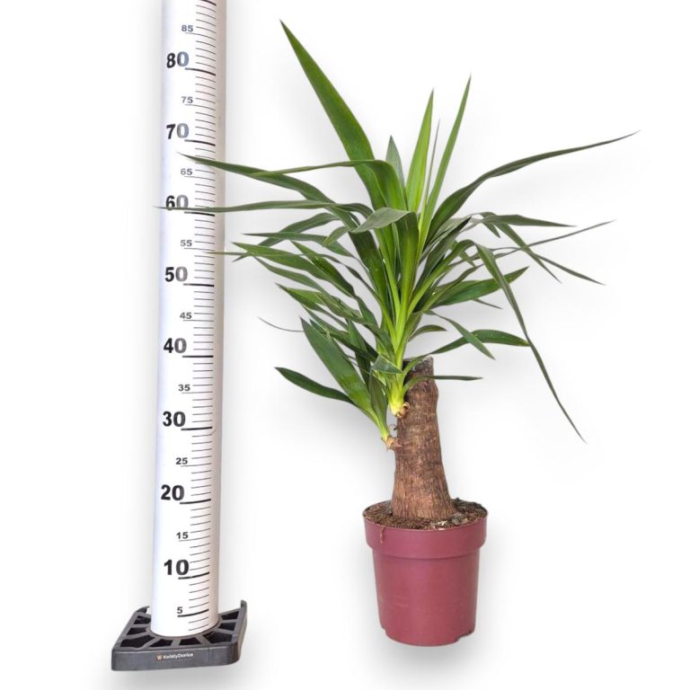 Juka gwatemalska stopa słonia (Yucca elephantipes) 80cm