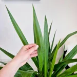 Juka gwatemalska, stopasłonia (Yucca elephantipes) 150cm