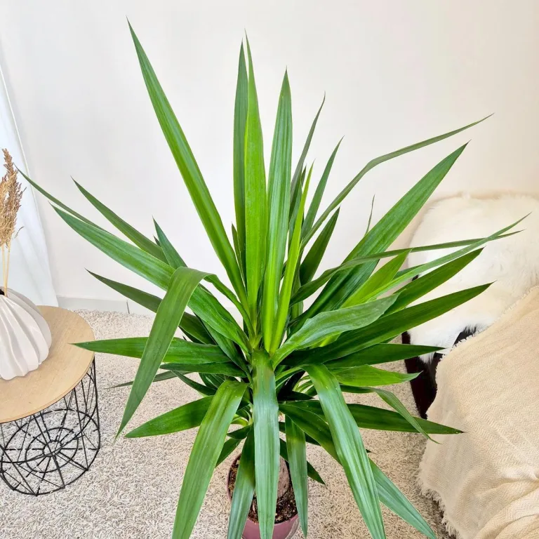 Juka gwatemalska, stopasłonia (Yucca elephantipes) 150cm