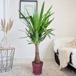 Juka gwatemalska, stopasłonia (Yucca elephantipes) 150cm