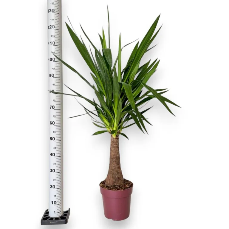 Juka gwatemalska, stopasłonia (Yucca elephantipes) 150cm