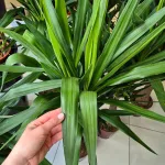 Juka gwatemalska, stopasłonia (Yucca elephantipes) 150cm