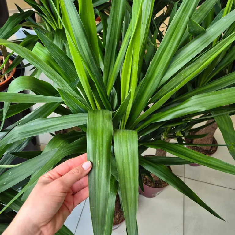 Juka gwatemalska, stopasłonia (Yucca elephantipes) 150cm