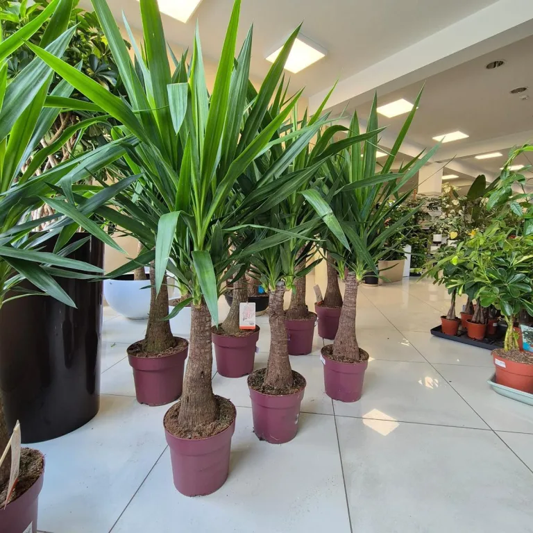 Juka gwatemalska, stopasłonia (Yucca elephantipes) 150cm