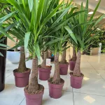 Juka gwatemalska, stopasłonia (Yucca elephantipes) 150cm