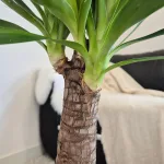 Juka gwatemalska, stopasłonia (Yucca elephantipes) 150cm