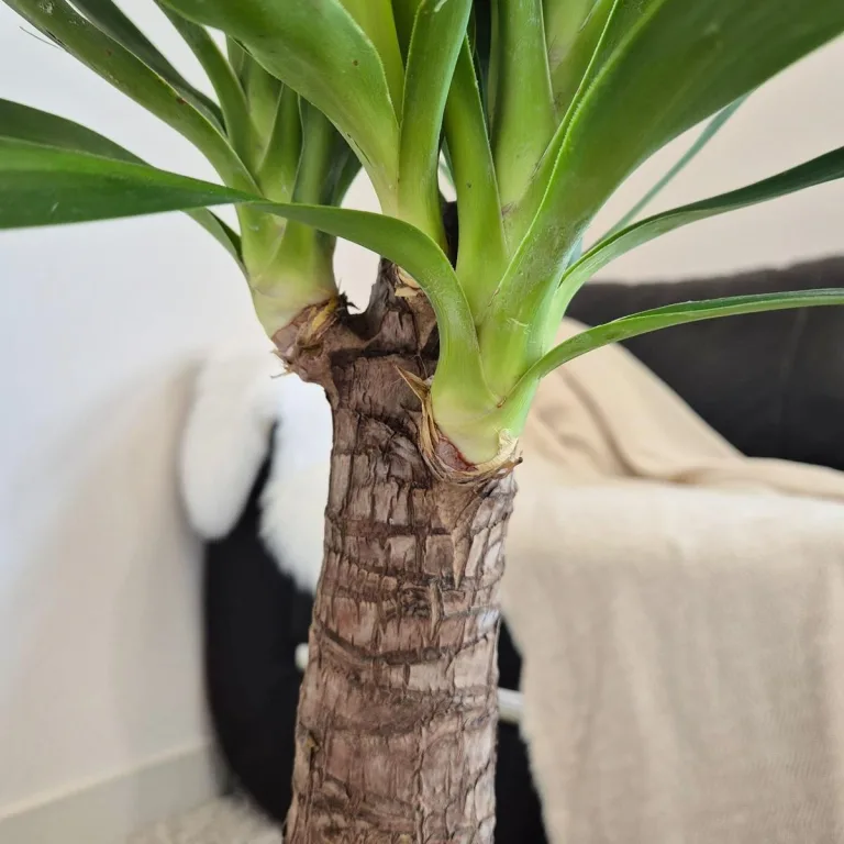 Juka gwatemalska, stopasłonia (Yucca elephantipes) 150cm