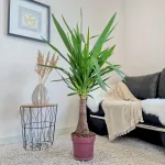 Juka gwatemalska, stopasłonia (Yucca elephantipes) 150cm