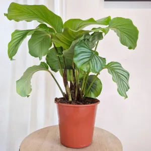 Kalatea okrągłolistna (Calathea orbifolia) 50cm