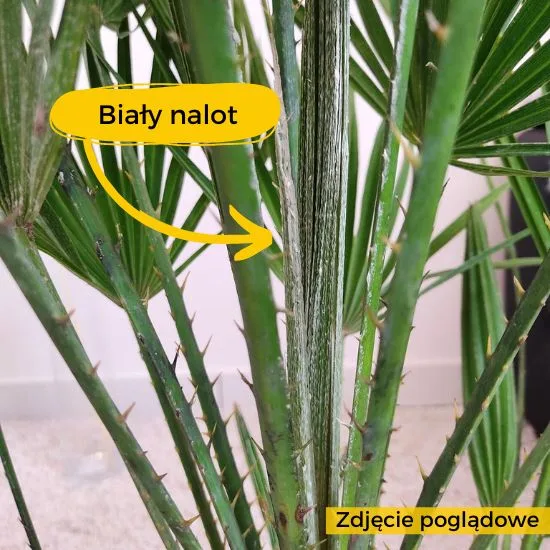 biały nalot na palmie