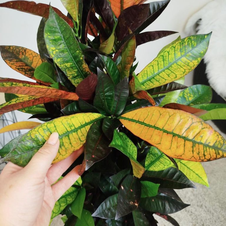 Kroton pstry trójskrzyn (Codiaeum variegatum 'Mrs. Iceton') 100cm