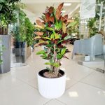 Kroton pstry trójskrzyn (Codiaeum variegatum 'Mrs. Iceton') 100cm