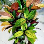 Kroton pstry trójskrzyn (Codiaeum variegatum 'Mrs. Iceton') 100cm