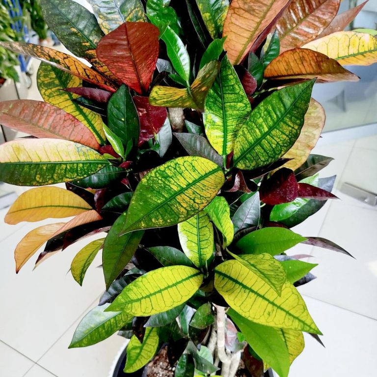 Kroton pstry trójskrzyn (Codiaeum variegatum 'Mrs. Iceton') 100cm