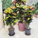 Kroton pstry trójskrzyn (Codiaeum variegatum 'Mrs. Iceton') 100cm