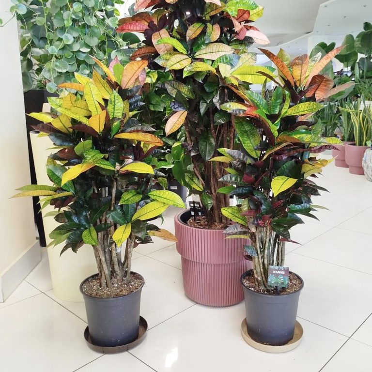 Kroton pstry trójskrzyn (Codiaeum variegatum 'Mrs. Iceton') 100cm