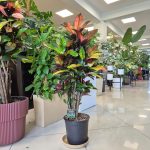 Kroton pstry trójskrzyn (Codiaeum variegatum 'Mrs. Iceton') 100cm