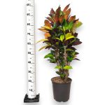 Kroton pstry trójskrzyn (Codiaeum variegatum 'Mrs. Iceton') 100cm