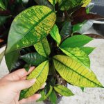 Kroton pstry trójskrzyn (Codiaeum variegatum 'Mrs. Iceton') 100cm