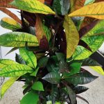 Kroton pstry trójskrzyn (Codiaeum variegatum 'Mrs. Iceton') 100cm