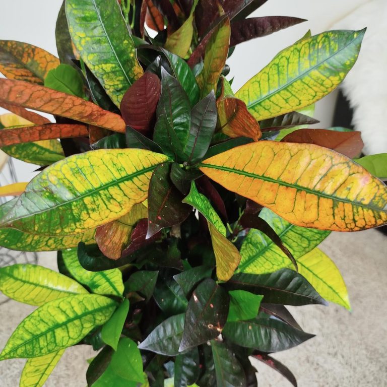 Kroton pstry trójskrzyn (Codiaeum variegatum 'Mrs. Iceton') 100cm