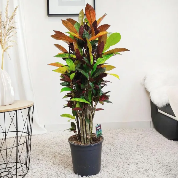 Kroton pstry trójskrzyn (Codiaeum variegatum 'Mrs. Iceton') 100cm