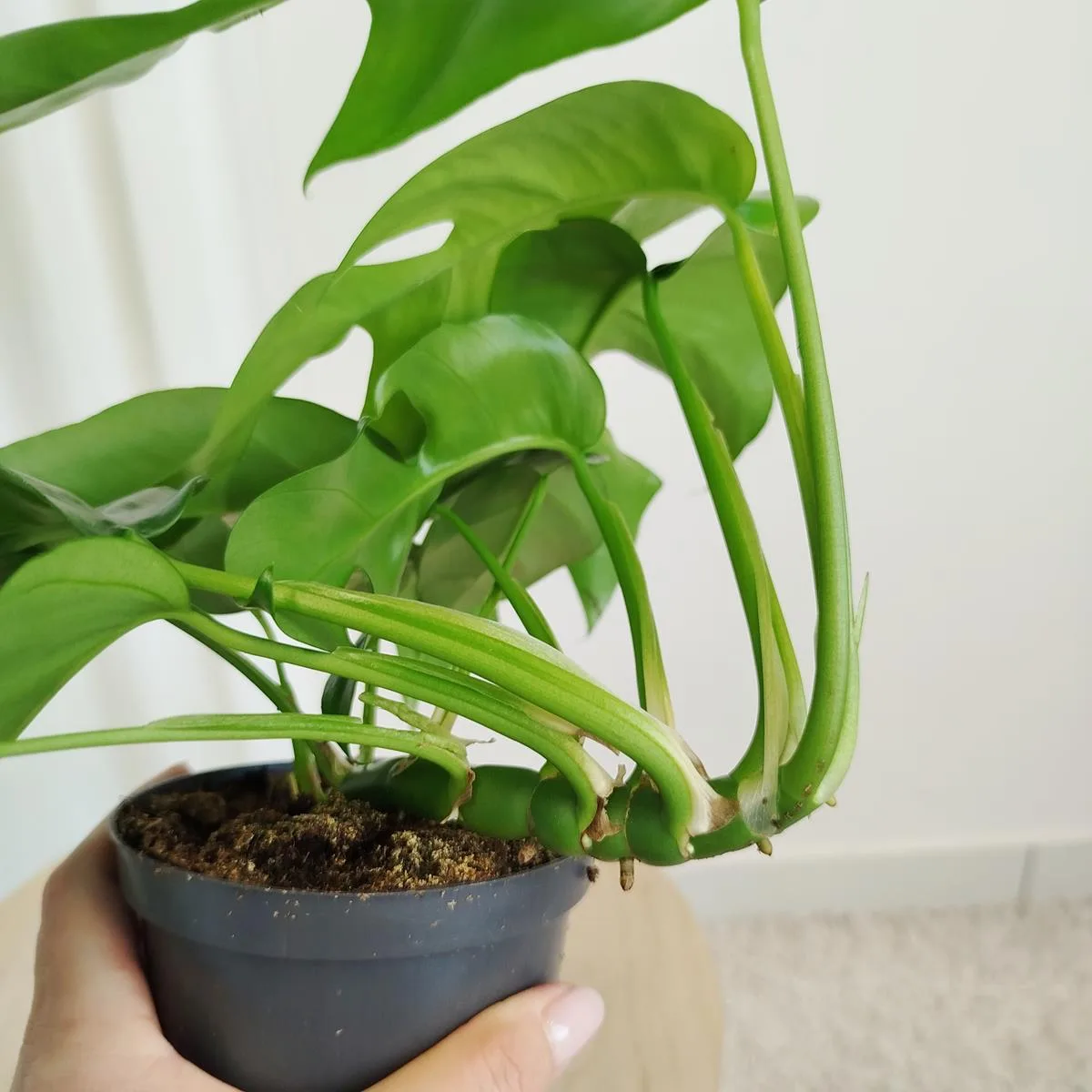Monstera dziurawa (Little Sister) 25cm - sklep KwiatyDonice.pl