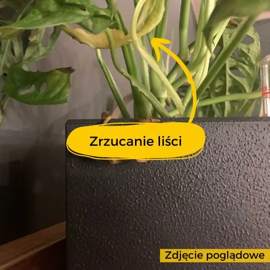monstera monkey mask zrzucanie liści