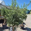 Oliwka europejska (Olea europaea) 220cm