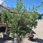 Oliwka europejska (Olea europaea) 220cm