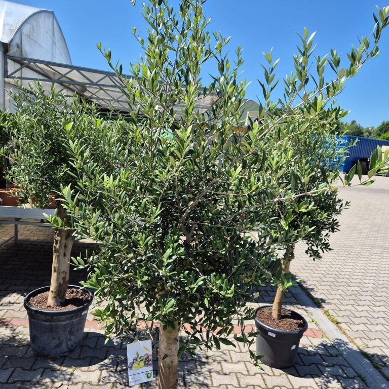 Oliwka europejska (Olea europaea) 220cm