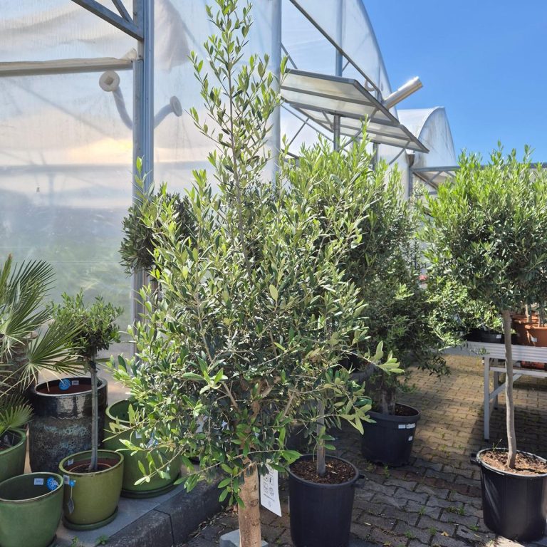 Oliwka europejska (Olea europaea) 220cm