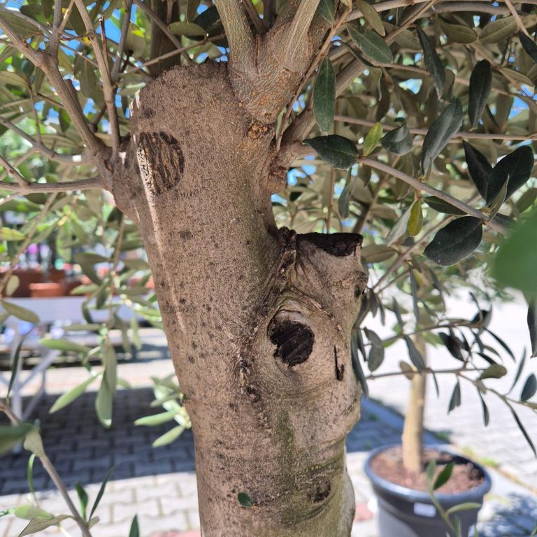 Oliwka europejska (Olea europaea) 220cm