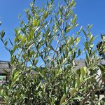 Oliwka europejska (Olea europaea) 220cm