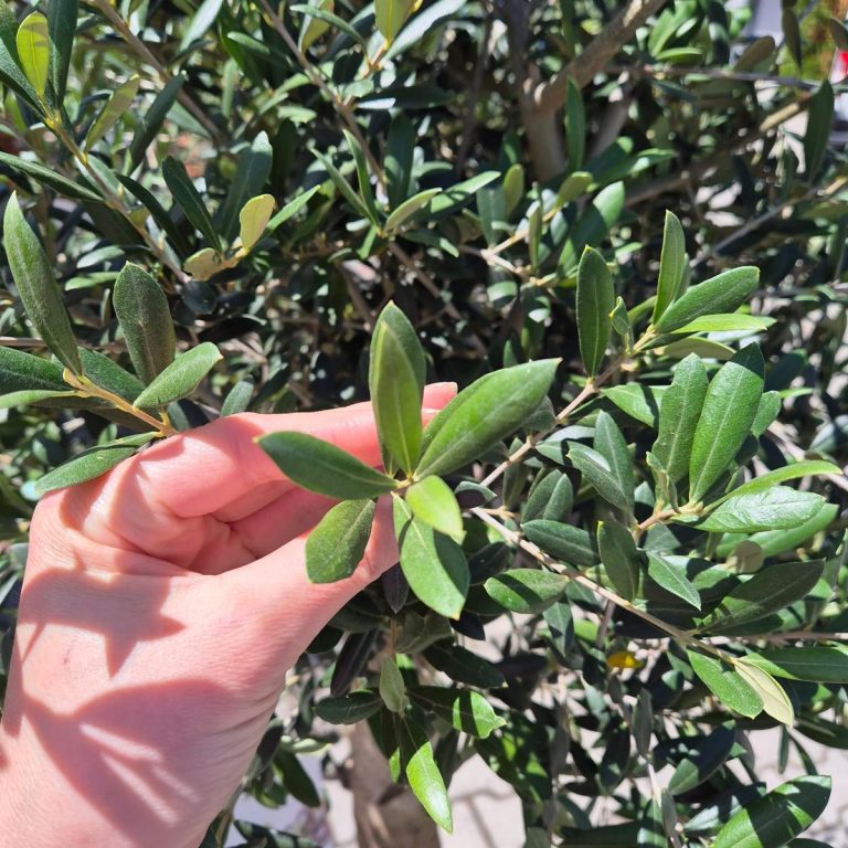 Oliwka europejska (Olea europaea) 220cm