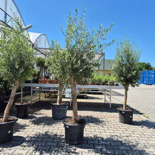 Oliwka europejska (Olea europaea) 220cm