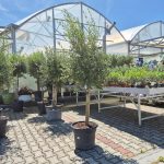 Oliwka europejska (Olea europaea) 220cm