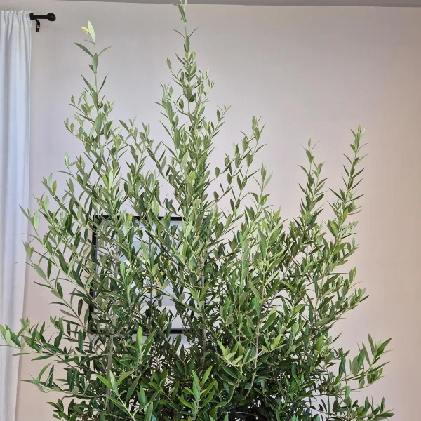 Oliwka europejska (Olea europaea) 220cm