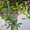 Oliwka europejska (Olea europaea) 220cm