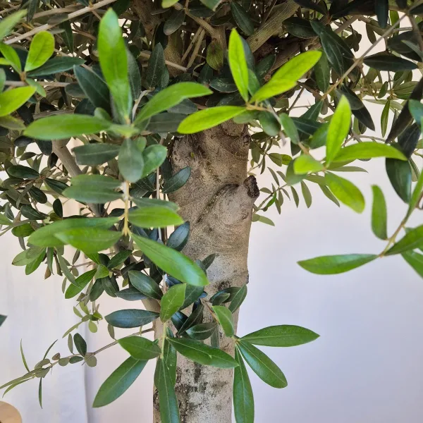 Oliwka europejska (Olea europaea) 220cm