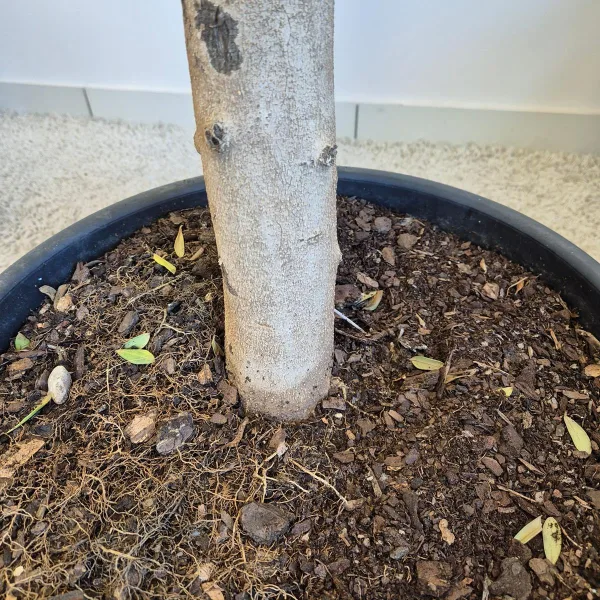 Oliwka europejska (Olea europaea) 220cm