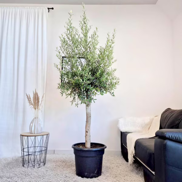 Oliwka europejska (Olea europaea) 200-230cm