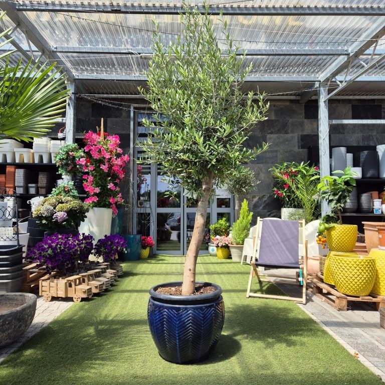 Oliwka europejska (Olea europaea) 220cm