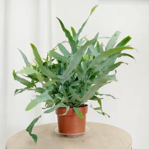 Paproć flebodium (Phlebodium aureum 'Blue Star') 35cm