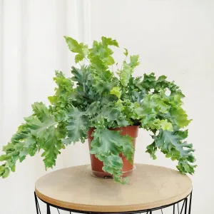 Paproć flebodium (Phlebodium aureum 'Davana') 35cm