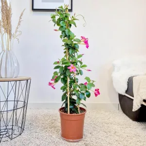 Sandewilla (Sundavilla Pink) ciemnoróżowa 100cm