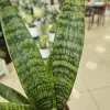 Sansewieria gwinejska (Sansevieria trifasciata 'Black Coral’) 25cm